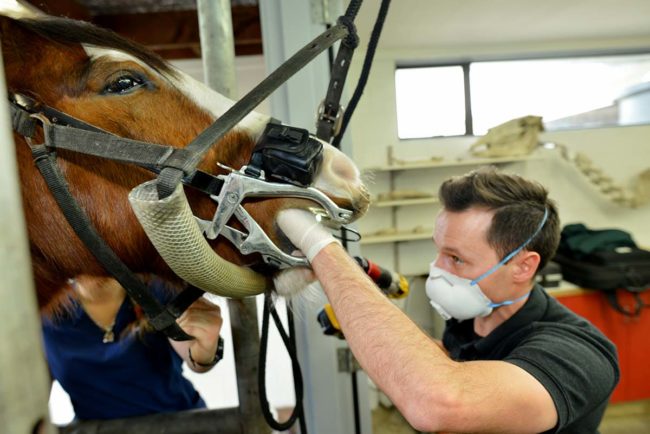 Dental Care