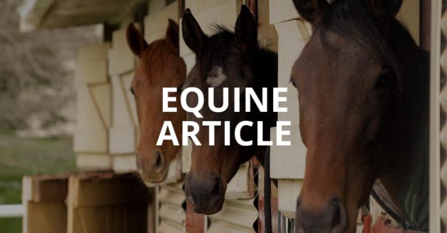 Equine Article Feature Image