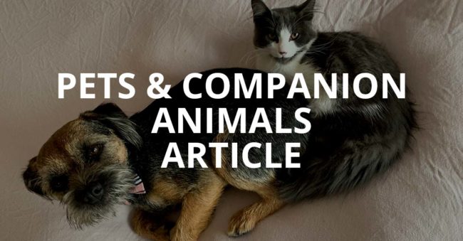 Pets Article Placeholder
