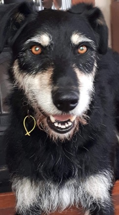 Retired Working Dogs