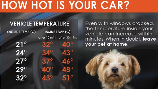 Dogs in Hot Cars – New regulations