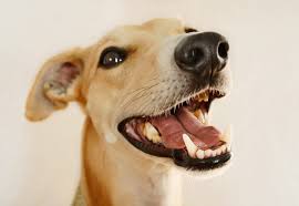Healthy Teeth