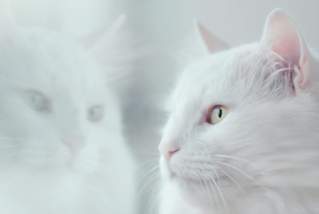 Photo by Oleg Danylenko white cat
